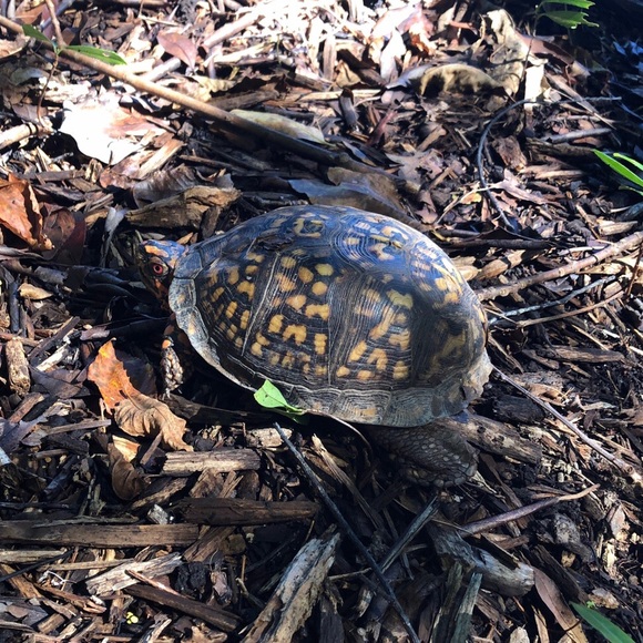 Hello and Welcome! - Picture 2 of 2